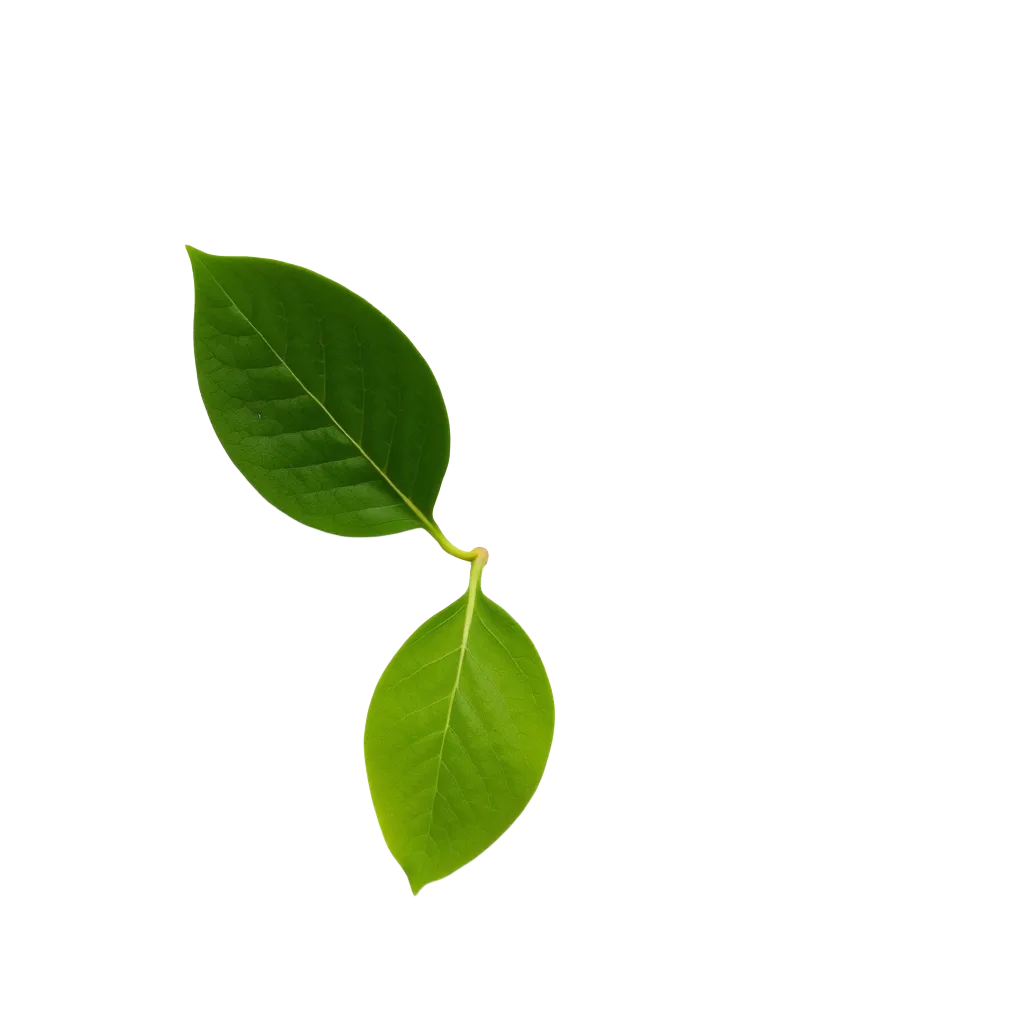 Hoja entera, antes de la infusión